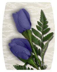 DAREC-055 2 Roses Purple